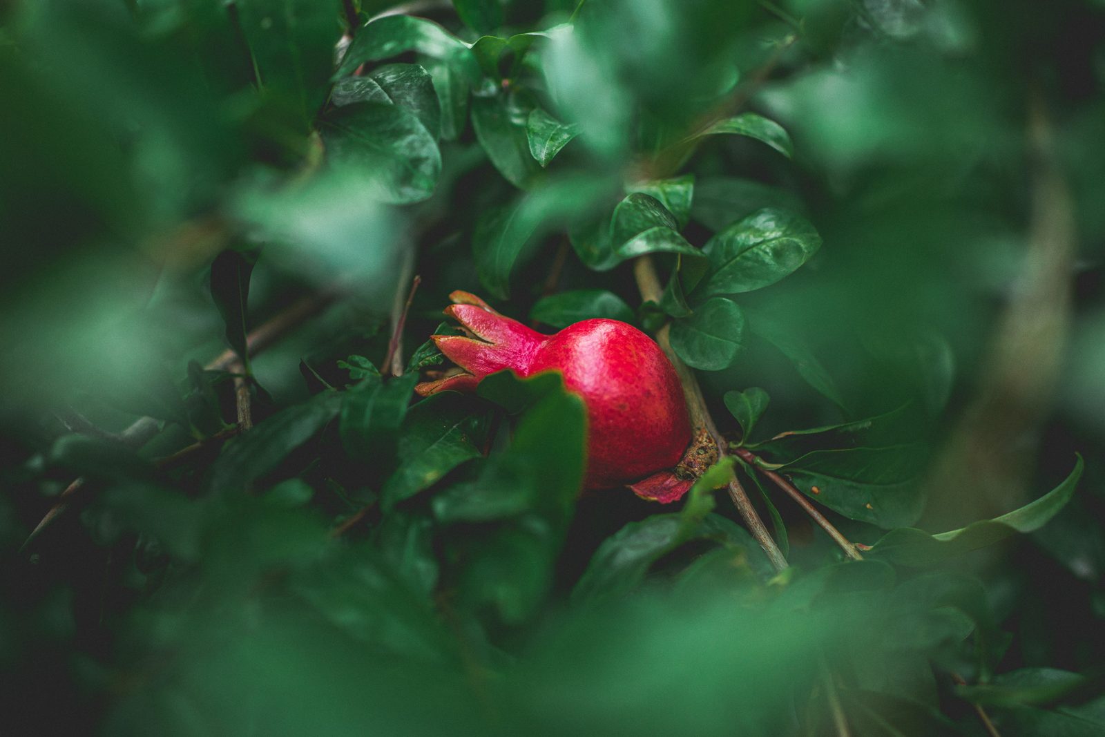A ripe pomegranate on the branch, half-hidden among leaves